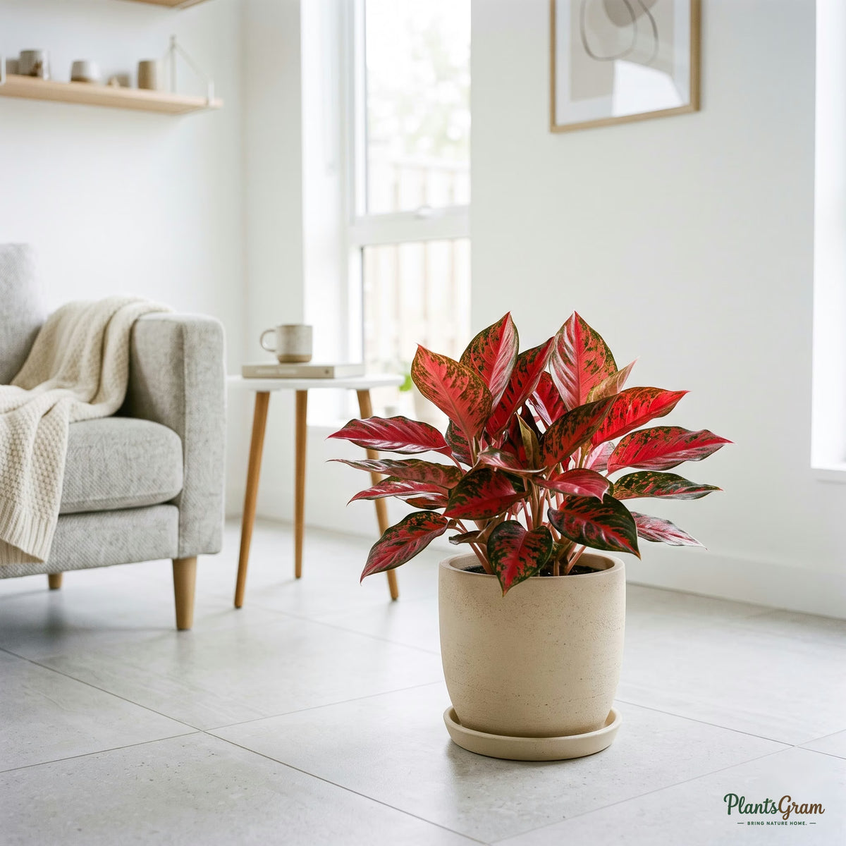 Aglaonema Red Ruby plant in beige planter