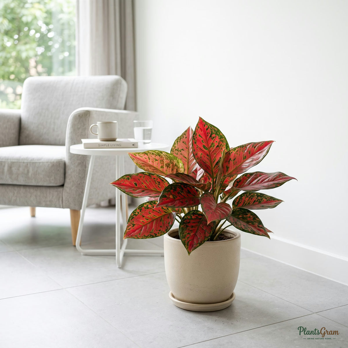 Aglaonema Red Anjamani plant in a beige planter