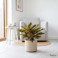 Aglaonema Lipstick (Chinese Evergreen)