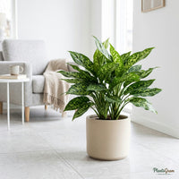 Aglaonema Green plant in a planter