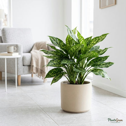 Aglaonema Green plant in a planter