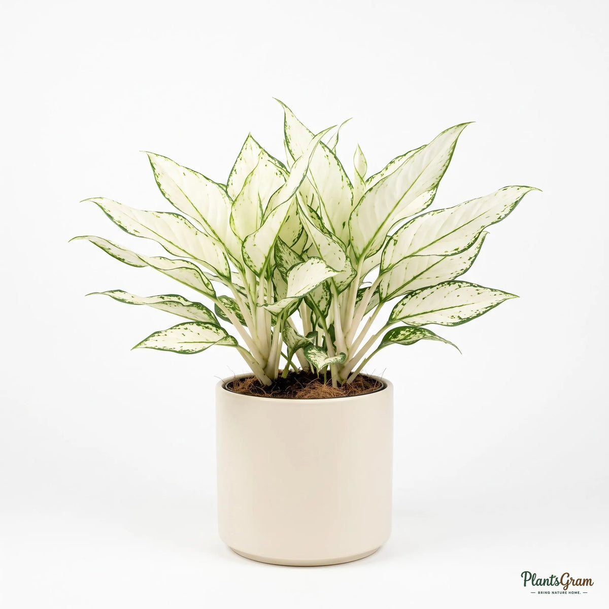 Aglaonema Super White plant in a potted planter, alternate angle