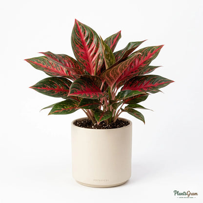 Potted Aglaonema Red Impressa plant in a white planter
