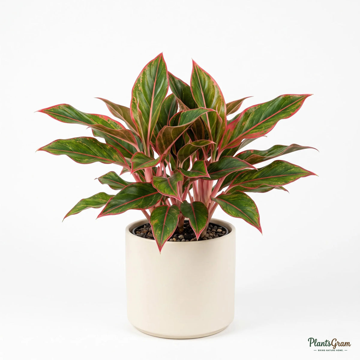 Aglaonema Lipstick (Chinese Evergreen)