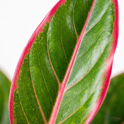 Aglaonema Lipstick (Chinese Evergreen)