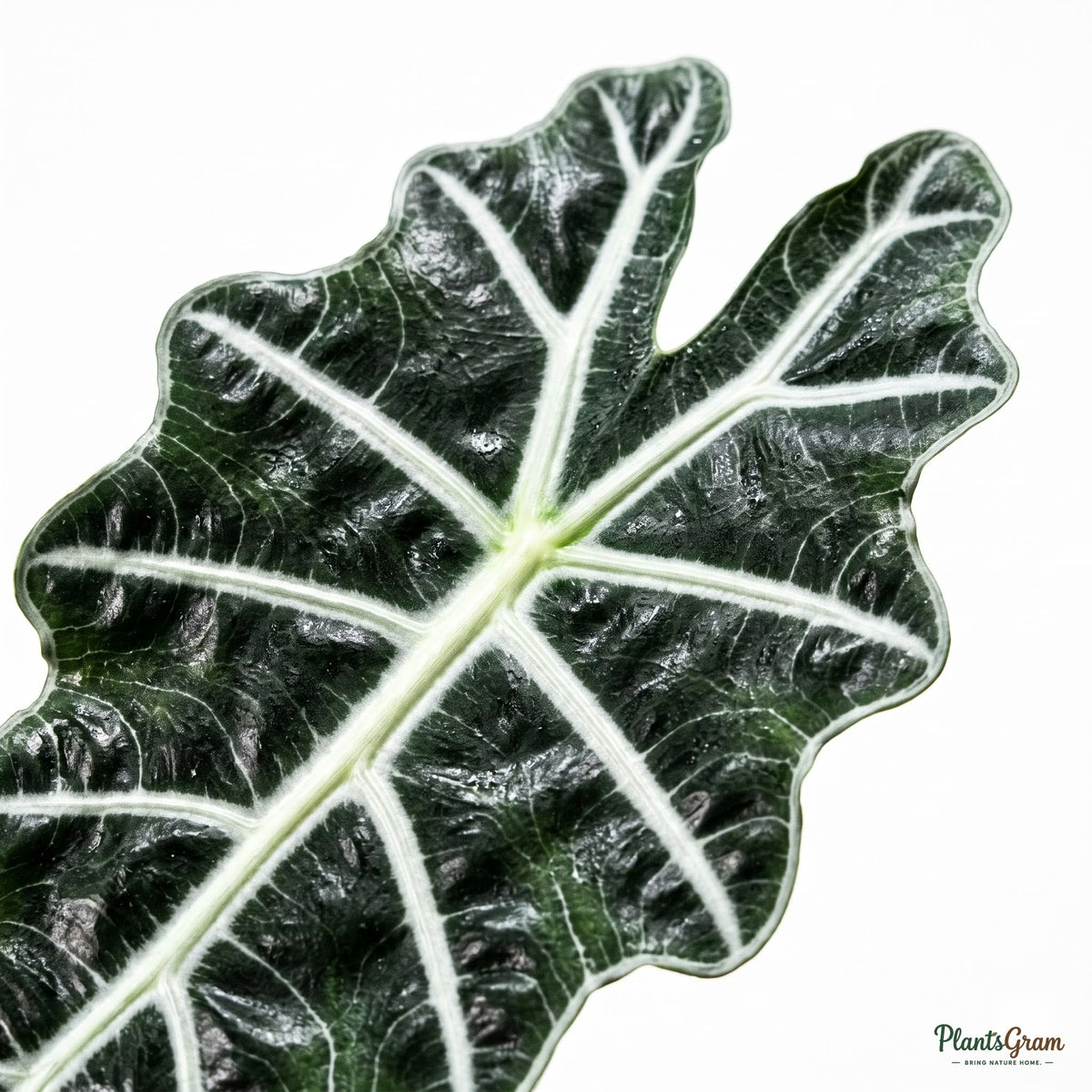 Close-up of Alocasia Polly leaf with white veins