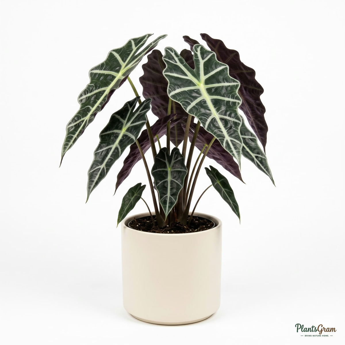 Potted Alocasia Polly plant