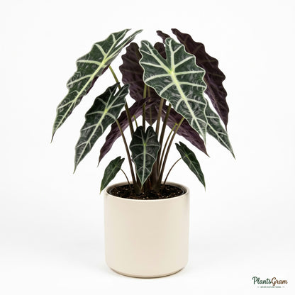 Potted Alocasia Polly plant
