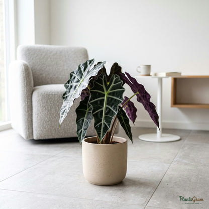 Alocasia Polly plant on the floor