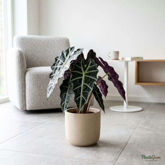 Alocasia Polly plant on the floor