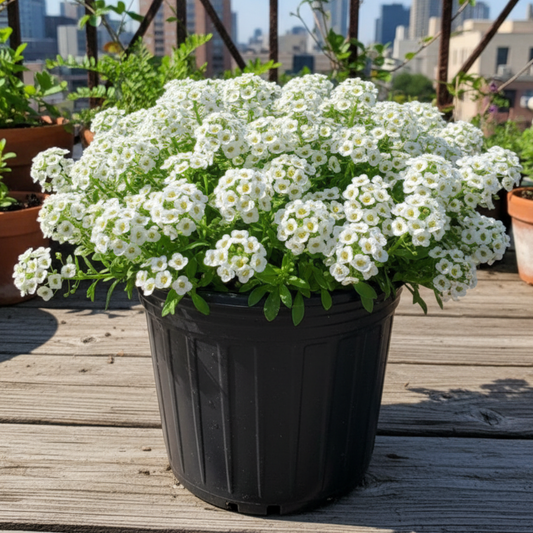Alyssum Snow White Flower Seeds