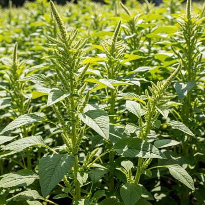 Amaranth Chaulai Seeds