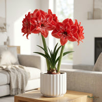Amaryllis Lily Flower Bulbs (Mixed) growing in a pot