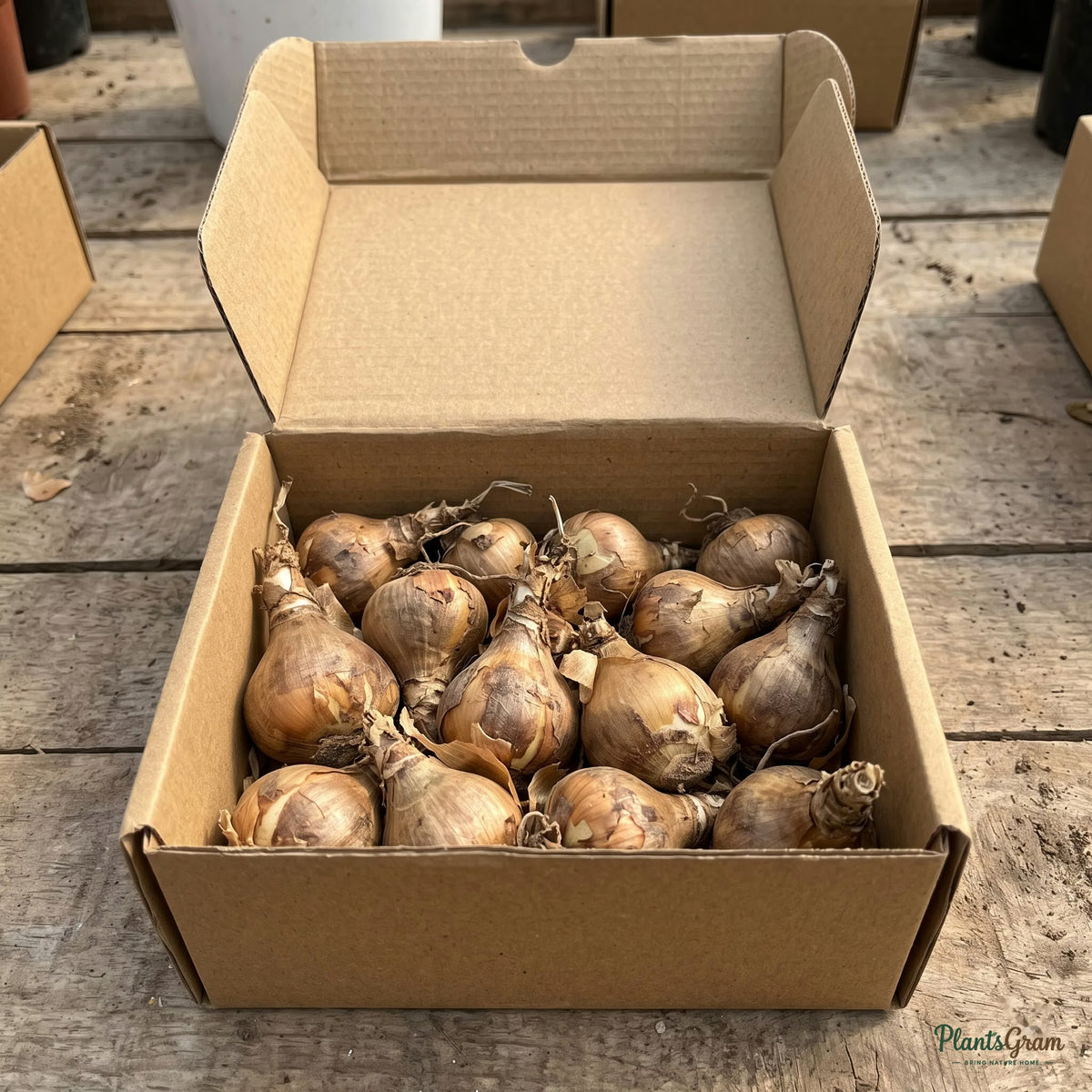 Amazon Lily bulbs in a box
