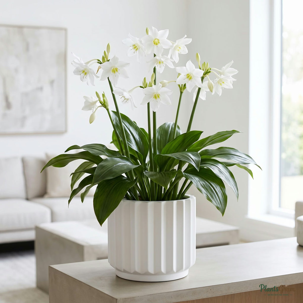 Amazon Lily plant growing in a planter