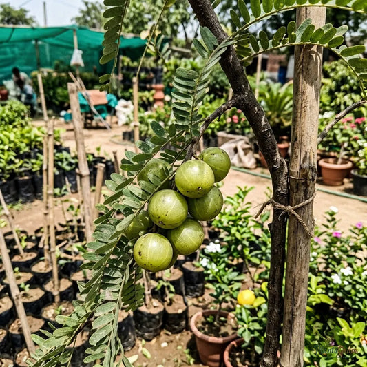 Amla (Grafted) - Banaras