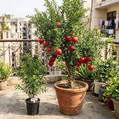 Anar Ganesh (Pomegranate) Fruit Plant