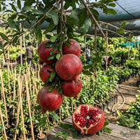 Anar Ganesh (Pomegranate) Fruit Plant