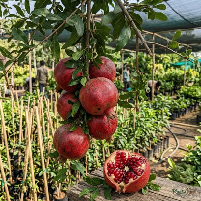 Anar Ganesh (Pomegranate) Fruit Plant
