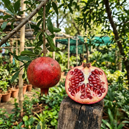 Anar Ganesh (Pomegranate) Fruit Plant