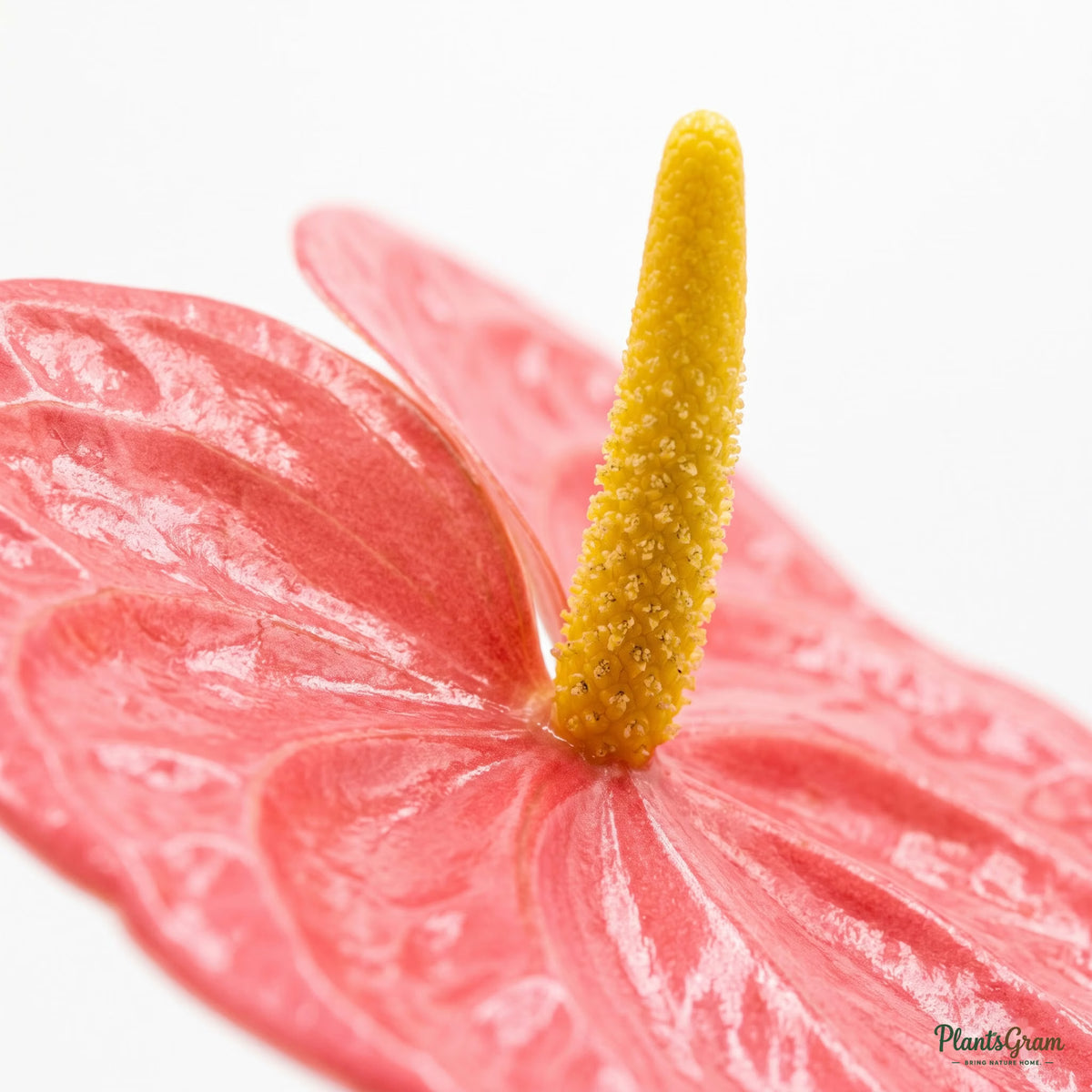 Close-up of blooming pink Anthurium flower