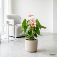 Anthurium Pink plant in beige planter