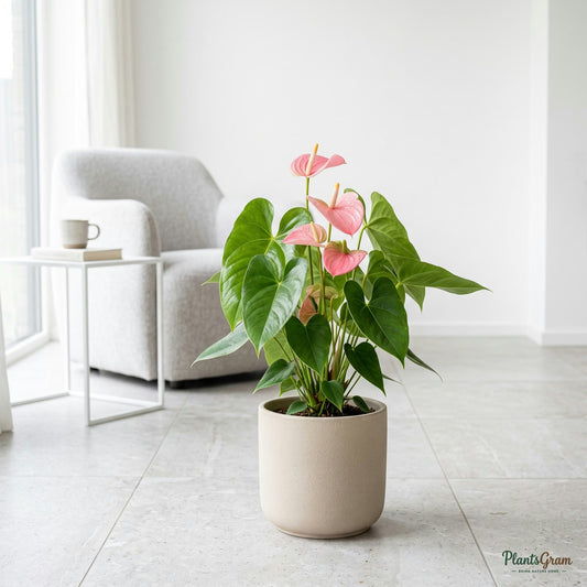 Anthurium Pink plant in beige planter