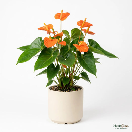 Anthurium Orange (Tailflower)