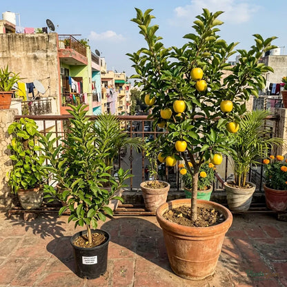 Apple Gold (Grafted) Fruit Plant