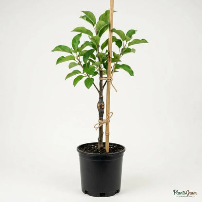 Apple Gold (Grafted) Fruit Plant