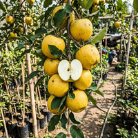 Apple Gold (Grafted) Fruit Plant