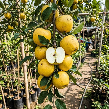Apple Gold (Grafted) Fruit Plant