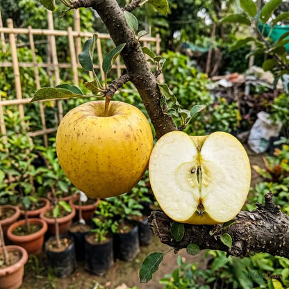 Apple Gold (Grafted) Fruit Plant