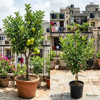 Apple (Green, Grafted) - Fruit Plant