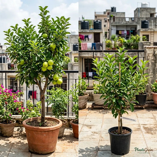 Apple (Green, Grafted) - Fruit Plant