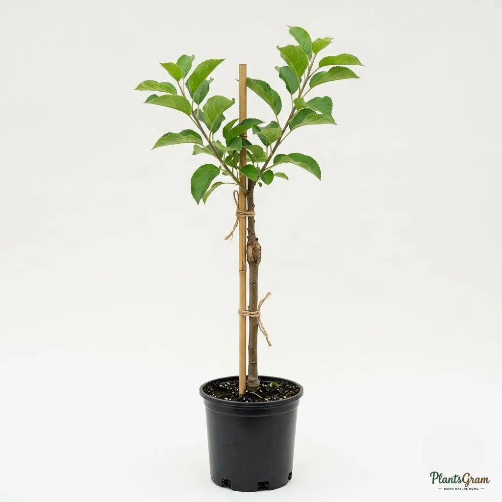 Apple (Green, Grafted) - Fruit Plant