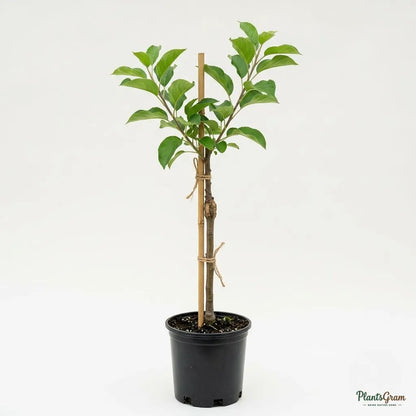 Apple (Green, Grafted) - Fruit Plant