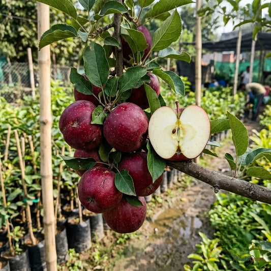 Apple Red (Grafted) - HRNM 99