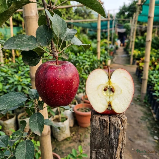 Apple Red (Grafted) - HRNM 99