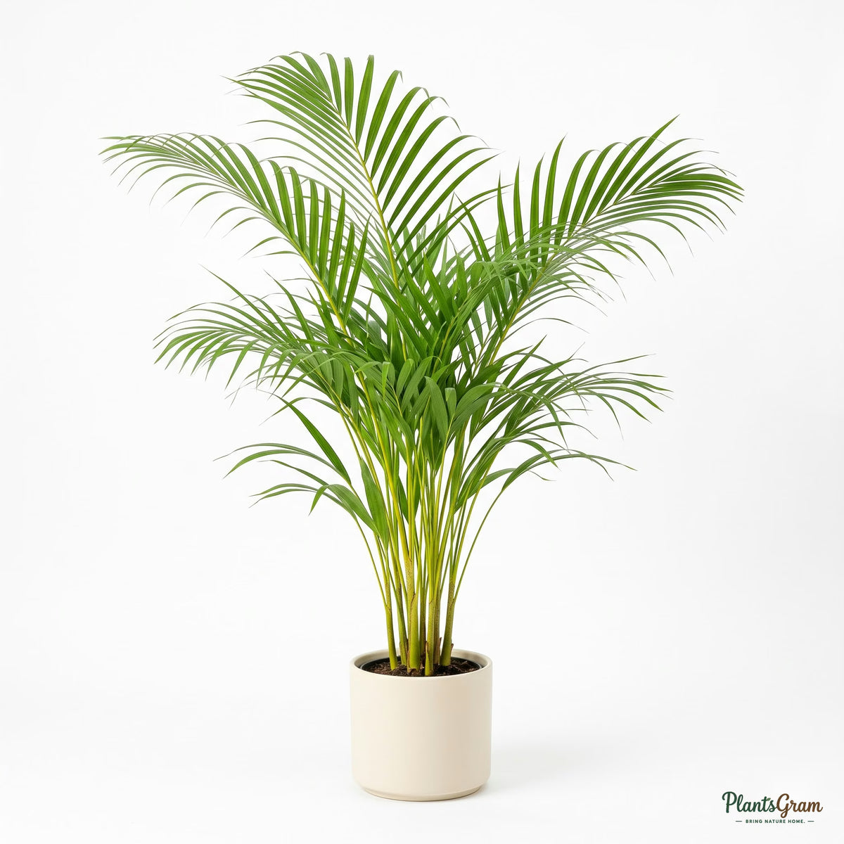 Potted Areca Palm plant