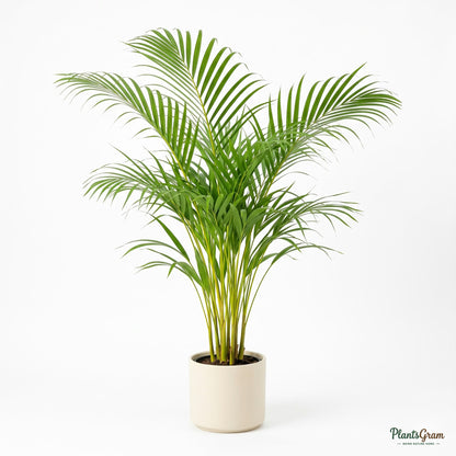 Potted Areca Palm plant