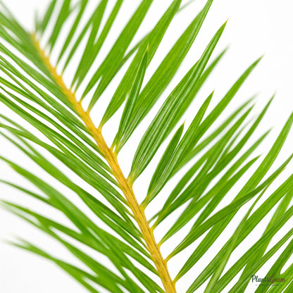 Close-up of Areca Palm frond