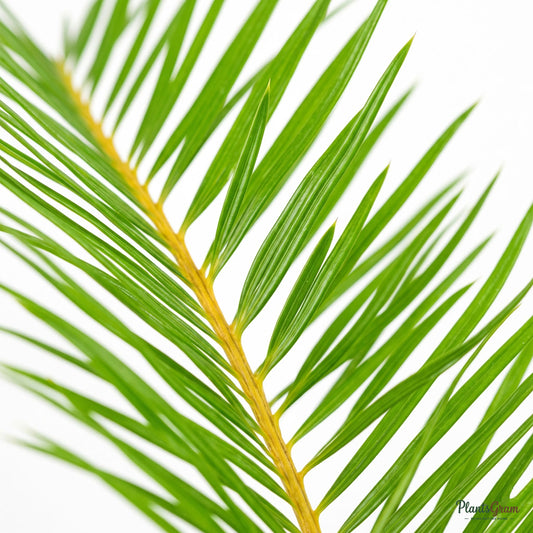 Close-up of Areca Palm frond
