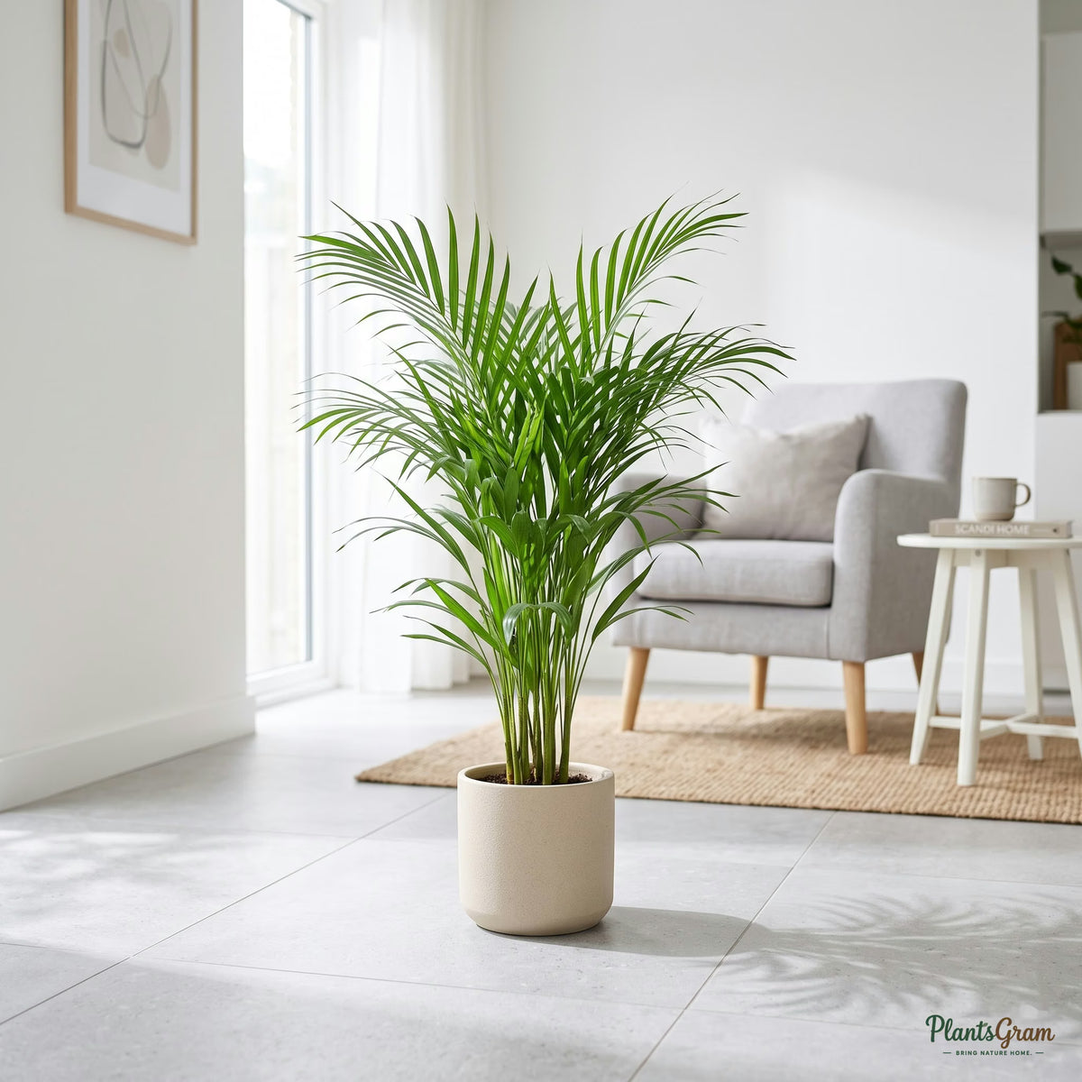 Areca Palm plant on tiled floor