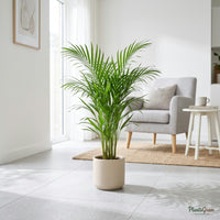 Areca Palm plant on tiled floor
