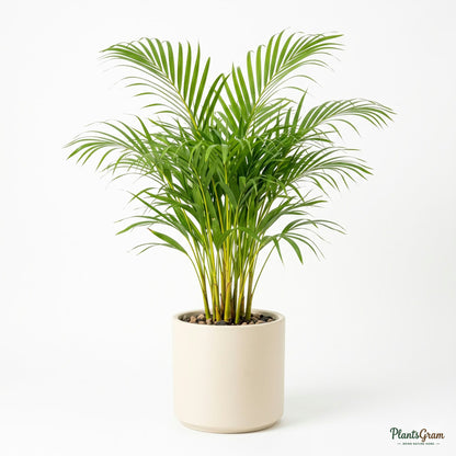 Small Areca Palm plant in a planter, alternate angle