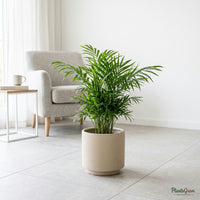Small Areca Palm plant in a planter