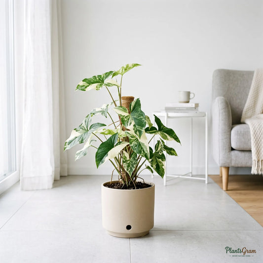 Arrowhead Vine - Variegated (Syngonium podophyllum)