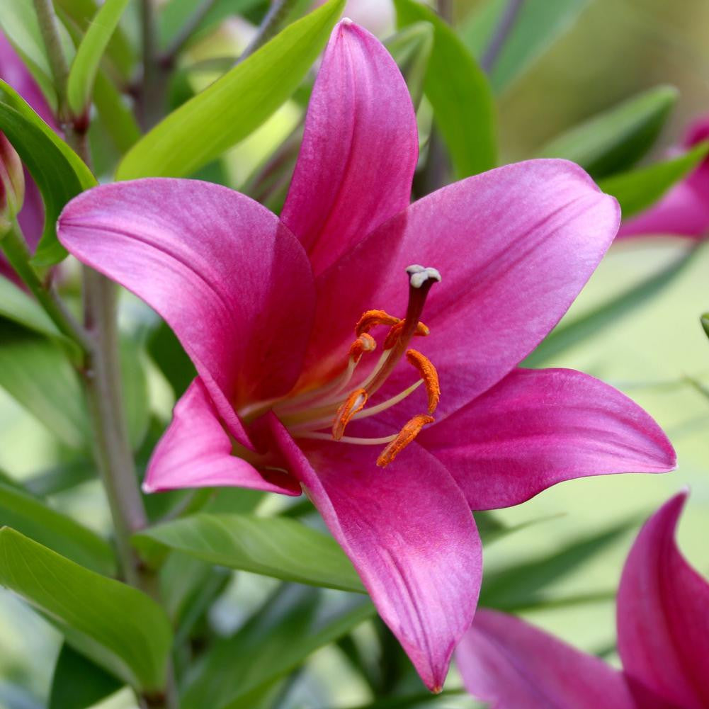 Asiatic Lily Lilium Bulbs Pink Color | Flower Bulb
