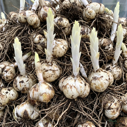 Asiatic Lily (Red) flower bulbs (dormant corms) ready for planting
